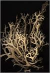 lichen1.jpg [45461 octets]