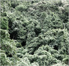 DSC00231-Daintree-rainforest-is-100-or-so-million-years-oldBW.jpg [594354 octets]