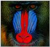 mandrill.jpg [52961 octets]